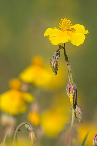Gewöhnliches Sonnenröschen