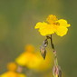 Gew&ouml;hnliches Sonnenr&ouml;schen