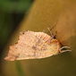 Herbst-Zackenrandspanner