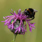 Dunkle Erdhummel