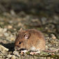 Gelbhalsmaus beim Sonnenbad