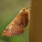 Herbst-Zackenrandspanner