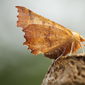 Herbst-Zackenrandspanner