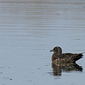 Eine Skua / Gro&szlig;e Raubm&ouml;we