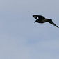 Skua / Gro&szlig;e Raubm&ouml;we