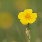 Gew&ouml;hnliches Sonnenr&ouml;schen