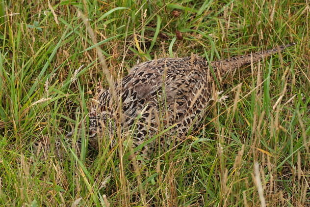 Fasan (Weibchen)