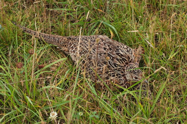 Fasan (Weibchen)