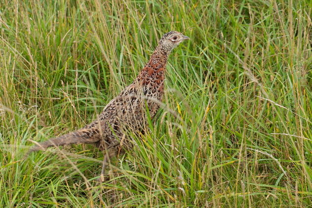 Fasan (Weibchen)