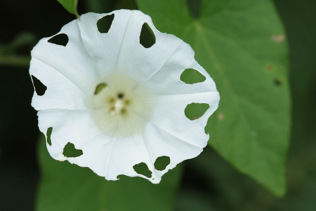 Gelochte Blüte einer Zaunwinde