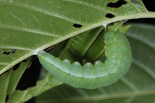 Zitronenfalterraupe