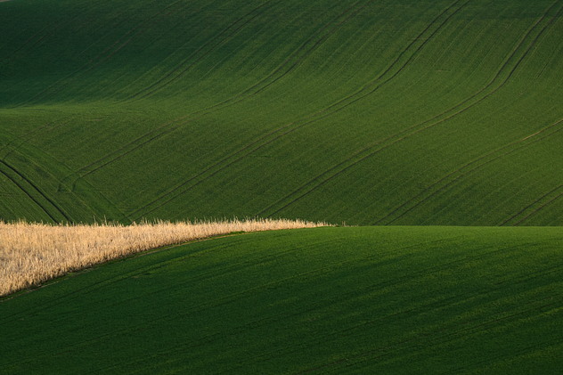 Frühlingsfelder