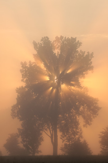 Morgennebel