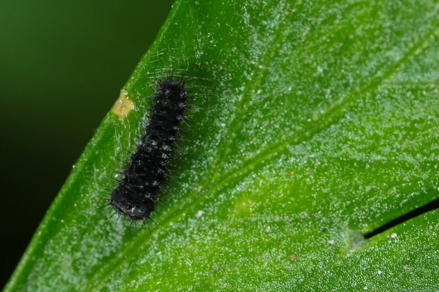 Schwalbenschwanzraupe