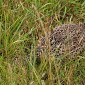 Fasan (Weibchen)
