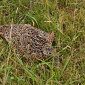 Fasan (Weibchen)