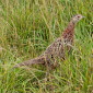 Fasan (Weibchen)
