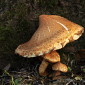 Sparriger Sch&uuml;ppling