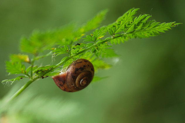 Gefleckte Schnirkelschnecke