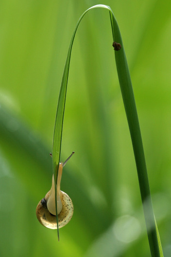 Schnirkelschnecke