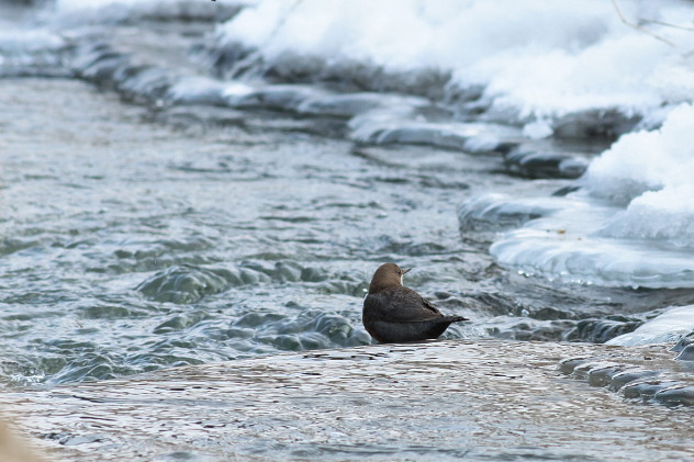 Wasseramsel