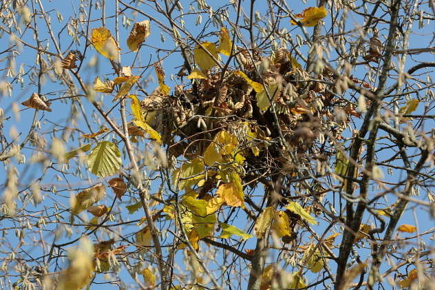 Eichhörnchen-Kobel