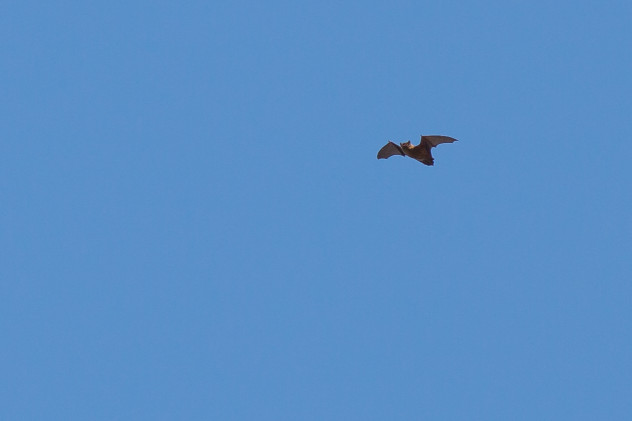 Tagaktive Fledermaus