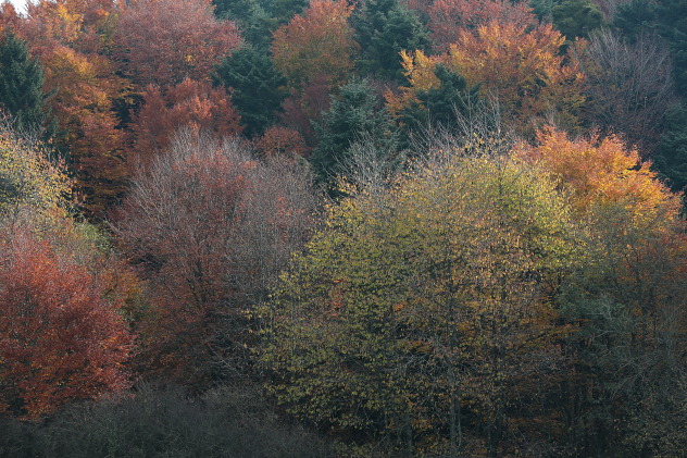 Mischwald im Herbst