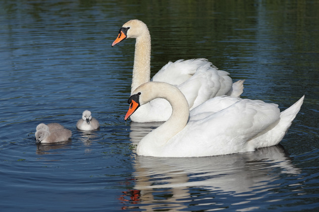 Familie Höckerschwan
