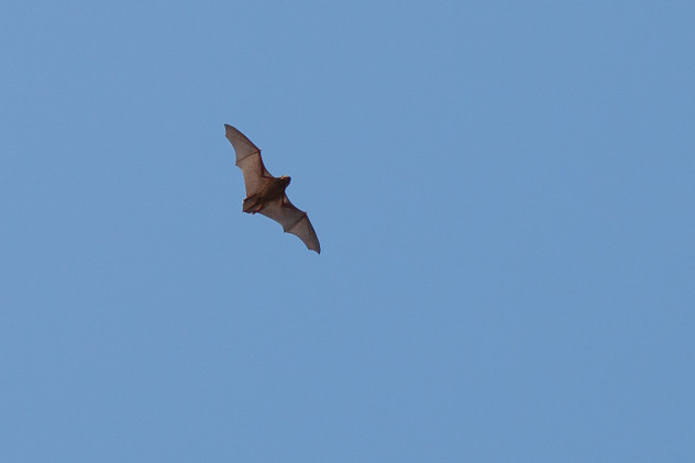 Tagaktive Fledermaus