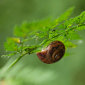 Schnecken