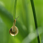 Schnirkelschnecke