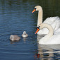 Familie H&ouml;ckerschwan