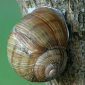 Weinbergschnecke