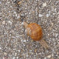 Weinbergschnecke