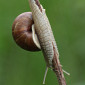 Weinbergschnecke
