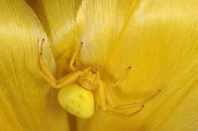 Veränderliche Krabbenspinne