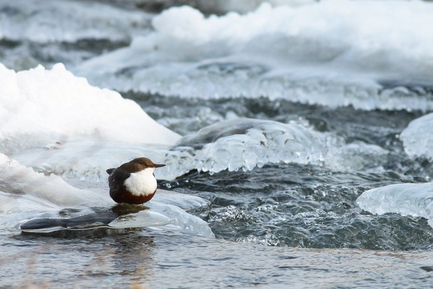Wasseramsel