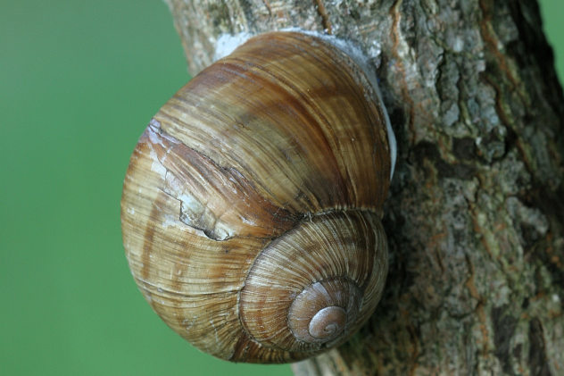 Weinbergschnecke