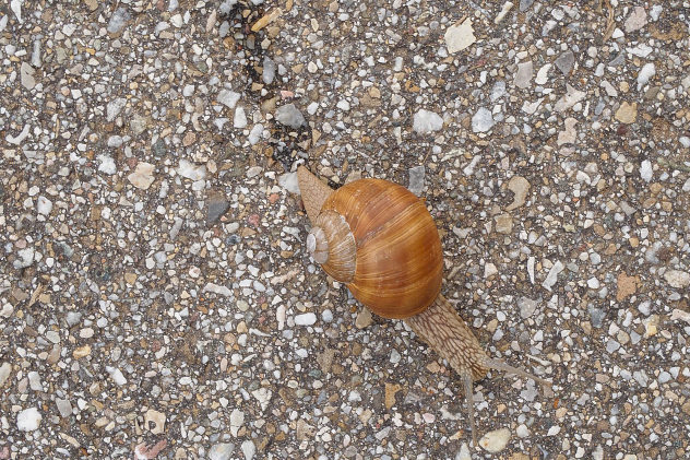 Weinbergschnecke