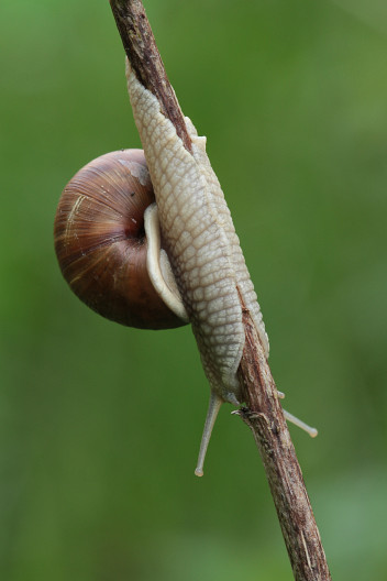 Weinbergschnecke