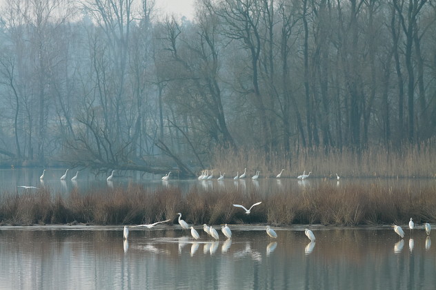 Silberreiher