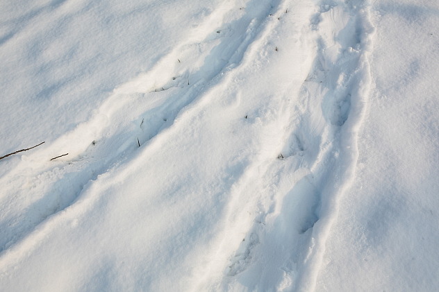 Biberspuren im Schnee