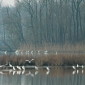 Silberreiher