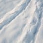 Biberspuren im Schnee