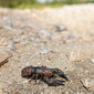 Aquatisch lebende Tiere