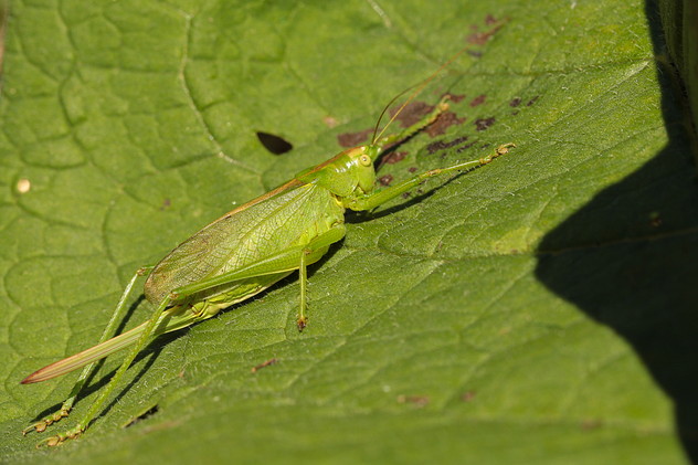 Zwitscherschrecke