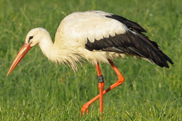 Weißstorch