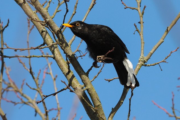 Amsel
