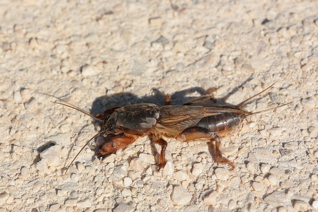 Gemeine Maulwurfsgrille, Gryllotalpa gryllotalpa (LINNAEUS, 1758)
